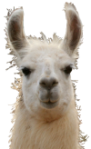 lama